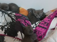Safkan scottish fold kediler