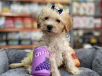 Mini Ve Standart Maltipoo Bebekler