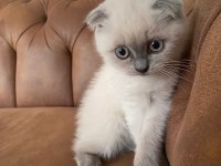 Scottish Fold Blue Point Dişi