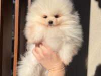 Ayı Surat Erkek Pomeranian Boo