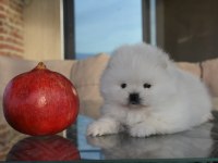 Safkan pomeranian boo