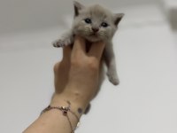 Latte bebek kediler rezerveye açıktır