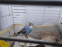 Muhabbet Kuşu Yavrusu