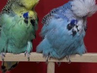 SHOW JUMBO MUHABBET KUŞU