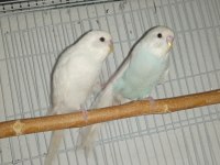 Jumbo ve Çek Muhabbet Kuşu Yavruları