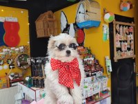 Üst düzey maltipoo bebeklerimiz hazır