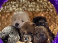 MÜKEMMEL KALİTEDE CHOW CHOW YAVRULAR