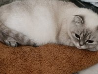 British Blue Point Yavrular