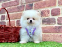 Pomeranian boo dişi
