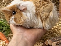 Safkan ticolor peruvian bebek ginepig