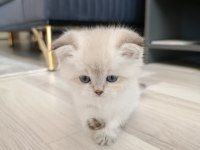 Silver scottish fold blue point silver ingiliz kedisi