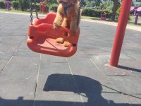 Erkek Toy Poodle