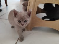 1 aylık scottish fold yavrular sahiplendirmek istiyorum