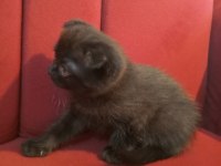 İzmir üçyol scottish fold kedilerim