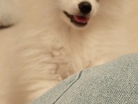 Pomeranian erkek 5 aylık