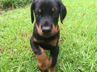 Ver Yetkiyi Gör Etkiyi Doberman