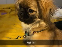 sisi pekinez köpeği