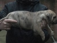 A Kalite Presa Canario Yavruları