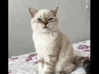 Latte Kedimiz Yeni Yuvasını Arıyor