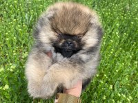 AYICIK SURAT POMERANİAN BOO ERKEK YAVRU