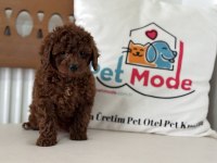 Ankarada ziyarete açık redbrown toy poodle lar