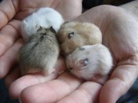 Suriye Hamster Yavrular ve Tüm Malzemeleri Adrese Teslim