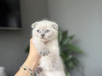 SCOTTISH FOLD BLUE POİNT YAVRULARIM