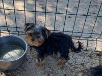 Teacup terrieryorkshire