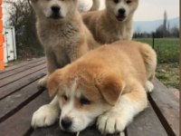 Irk Ve Sağlık Garantili Japon Akita Yavrular
