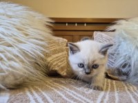 BLUE POINT KEDİMİZ SAHIPLENDIRILECEKTIR