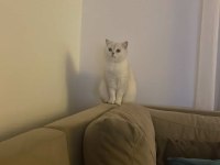 Kedimiz alice ailesini arıyor
