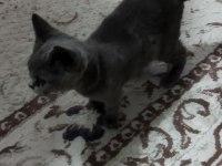 3.5 aylık dişi british shorthair