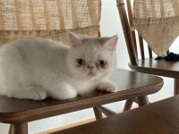 Kar Beyazı Exotic Shorthair Bebeğimiz