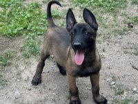 A Kalite Erkek ve Dişi Belçika Malinois
