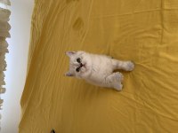 Tatlı Scottish fold ve British yavrular