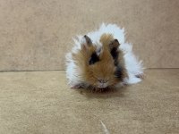 Ginepig Yavrularımız Gün İçi Gönderim Sağlanmaktadır