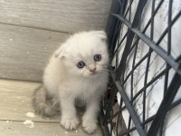 Scottish Fold Longhair Yavrular
