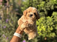 Maltipoo bebeklerimiz