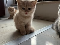 Çok sevecen british kedimiz