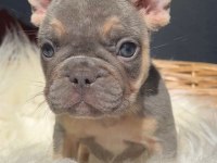 Kaliteli güzel yavru french bulldog