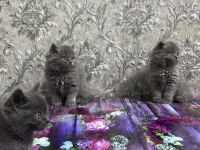 British Shorthair ve Longhair 2 Aylık Yavrular