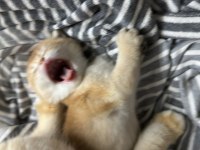 British shorthair ny 12 dişi full şecereli