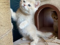 British shorthair lilac erkek