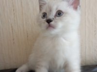 BRİTİSH SHORTHAİR YAVRULAR