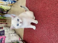 British Shorthair Erkek