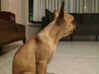 6 Aylık Dişi Coco Fawn French Bulldog