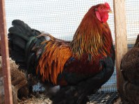 GOLD BRAHMA KULUÇKALIK YUMURTA & CİVCİV