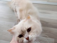 British longhair cana yakın