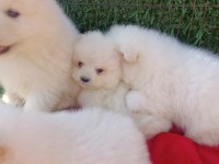 Kar beyaz samoyed yavrular teslime hazır
