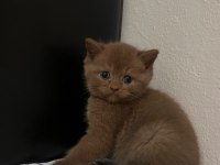 Cinnamon British Shorthair